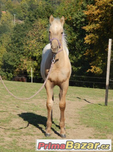Appaloosa odstávče – fotografie 3