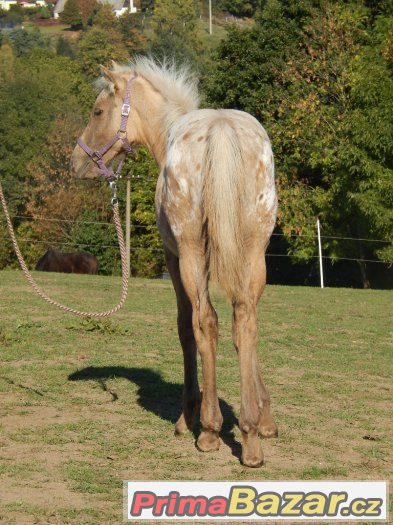 Appaloosa odstávče – fotografie 4