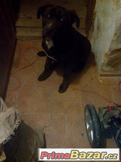 specha:daruji stěně cane corso x bernský salašnický – fotografie 5