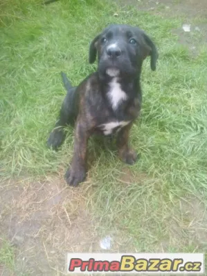 specha:daruji stěně cane corso x bernský salašnický
