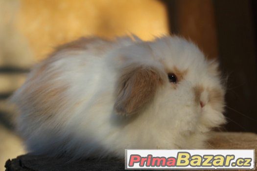 Teddy beraní samička – fotografie 2