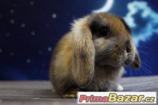 Satén beránci k odběru – fotografie 5