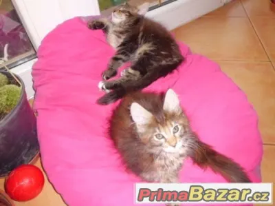 Koťátka Mainské mývalí kočky bez PP