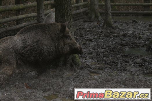 Prodám divočáky – fotografie 2