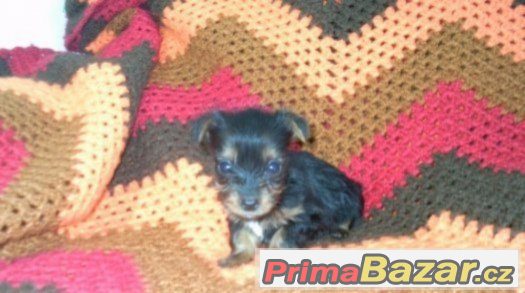 Jorkšírský terier X Čivava-MINI fenka a chlapeček – fotografie 3