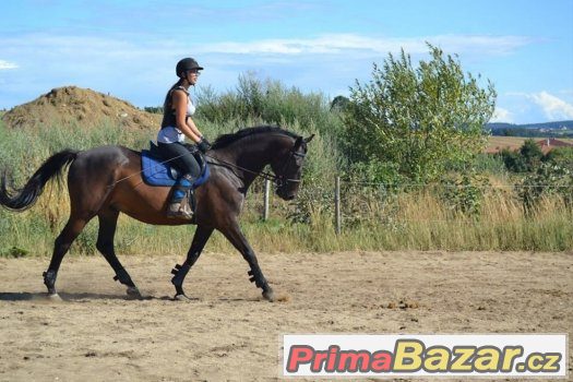 Poptávám pronájem koně – fotografie 2
