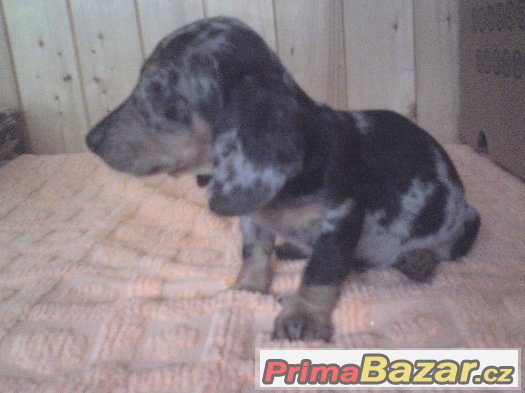 jezevcik trpaslici kratkosrsty blumerle – fotografie 1