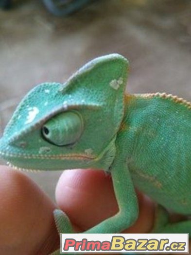 Chamaeleo calyptratus - Chameleon jemenský – fotografie 1