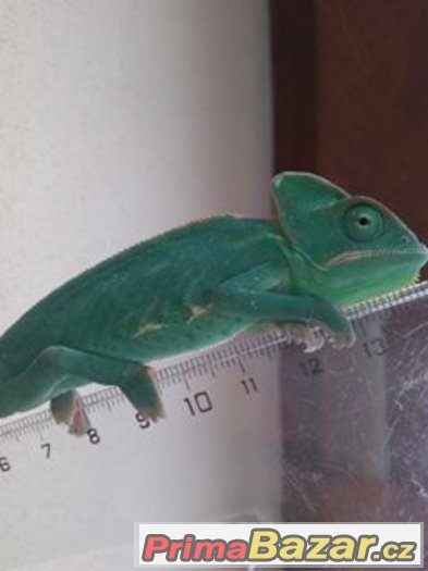 Chamaeleo calyptratus - Chameleon jemenský – fotografie 2