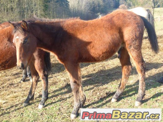 Prodám hřebečka – fotografie 2