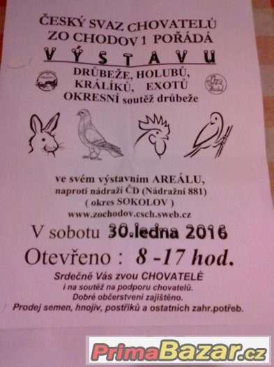VYSTAVA CHODOV 1 SOKOLOV – fotografie 1