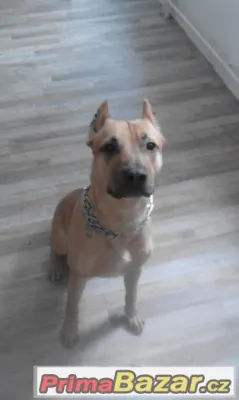 Amstaff