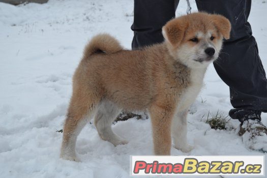 Akita Inu s PP – fotografie 1