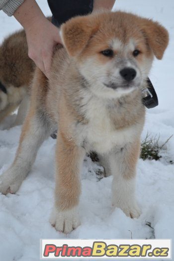 Akita Inu s PP – fotografie 2