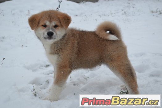 Akita Inu s PP – fotografie 3