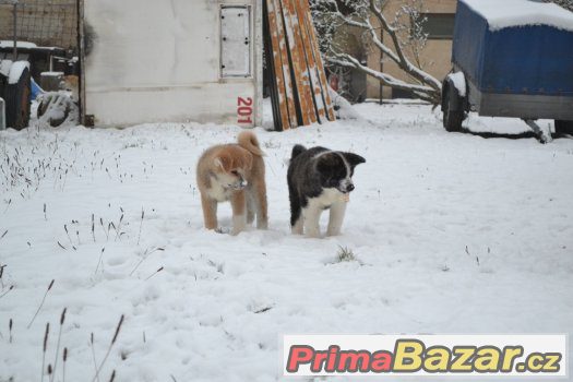 Akita Inu s PP – fotografie 5