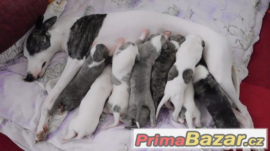 Zadáme štěňata whippetů – fotografie 1