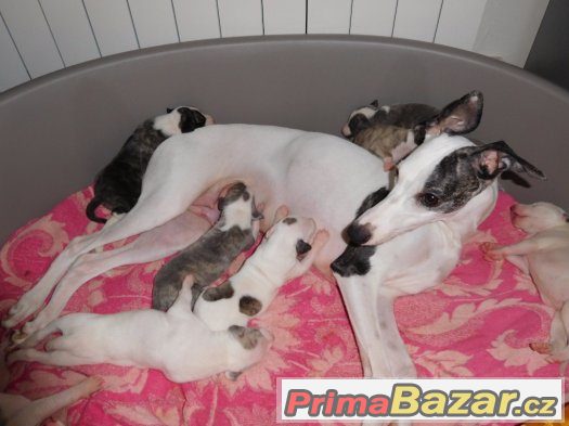 Zadáme štěňata whippetů – fotografie 2