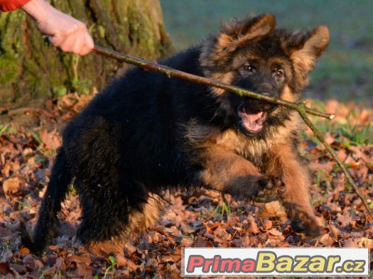 německý ovčák s PP – fotografie 4