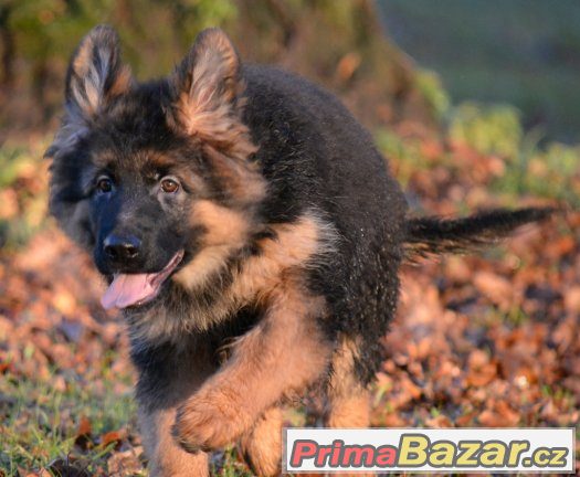 německý ovčák s PP – fotografie 5
