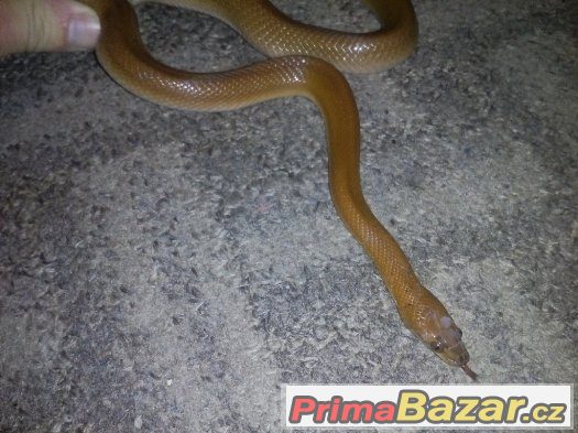 Užovka domácí - Lamprophis fuliginosus – fotografie 1