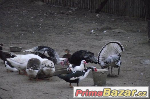 Kachny Pekingské – fotografie 1