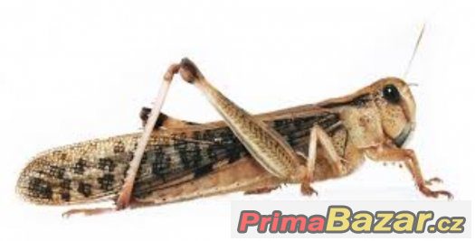 Krmný hmyz-Saramčata - Cvrčci – fotografie 1