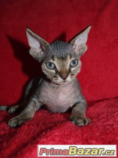 Devon rex s PP. – fotografie 1