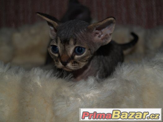 Devon rex s PP. – fotografie 2