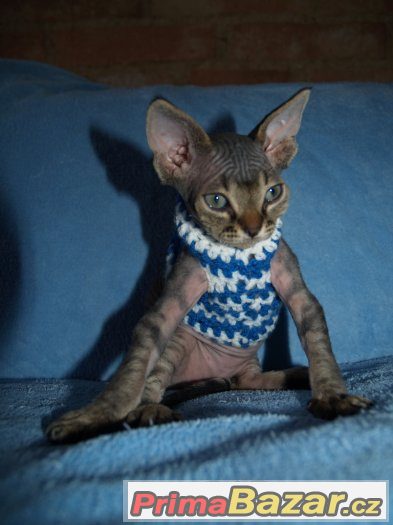 Devon rex s PP. – fotografie 3