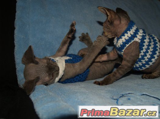 Devon rex s PP. – fotografie 4
