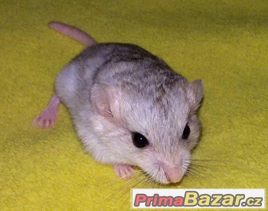 Kyjochvost (Pachyuromys duprasi) - samec – fotografie 3