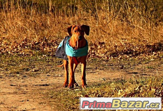 Rhodeský ridgeback s PP - poslední volný pejsek – fotografie 2