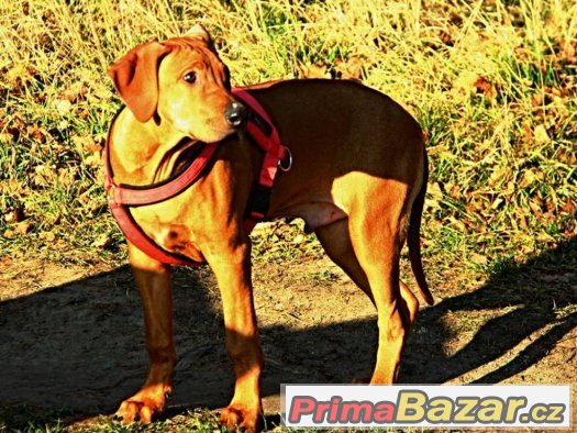 Rhodeský ridgeback s PP - poslední volný pejsek – fotografie 3