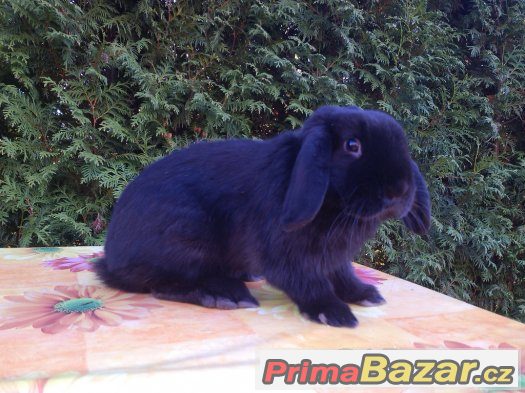Zakrslý beránek s rex genem – fotografie 1