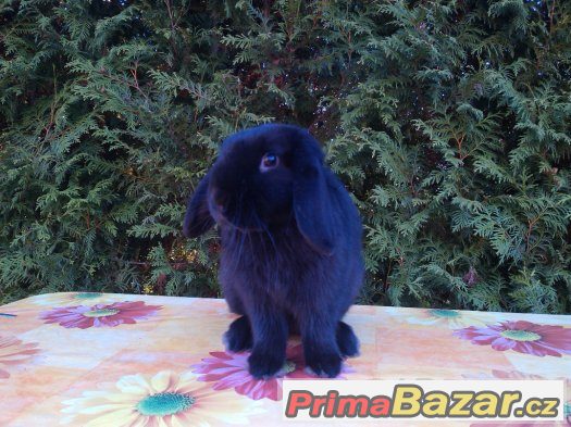 Zakrslý beránek s rex genem – fotografie 2