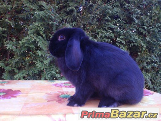 Zakrslý beránek s rex genem – fotografie 3