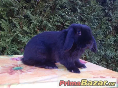 Zakrslý beránek s rex genem