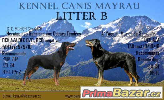 Beauceron štěňátka s PP černá s pálením – fotografie 1