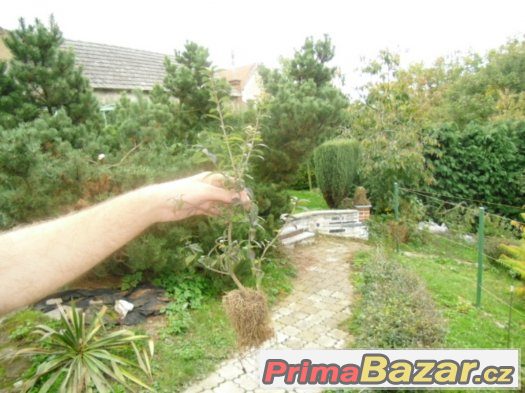 PTAČÍ ZOB NA ŽIVÉ PLOTY,THUJE, PO 10,-KČ/ KUS. – fotografie 2