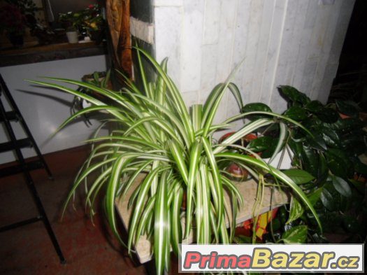 PTAČÍ ZOB NA ŽIVÉ PLOTY,THUJE, PO 10,-KČ/ KUS. – fotografie 3
