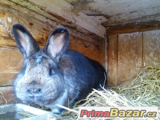 Prodám samice do chovu křížence i se samcem  do chovu – fotografie 1