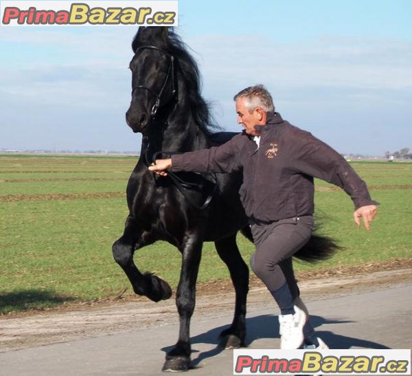 dobře vyškoleni fríského hřebce k prodeji – fotografie 1