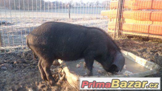 Prodám prase přikuklené – fotografie 1