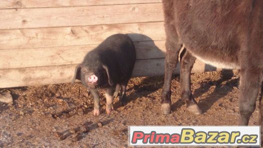 Prodám prase přikuklené – fotografie 2