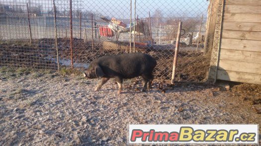 Prodám prase přikuklené – fotografie 3