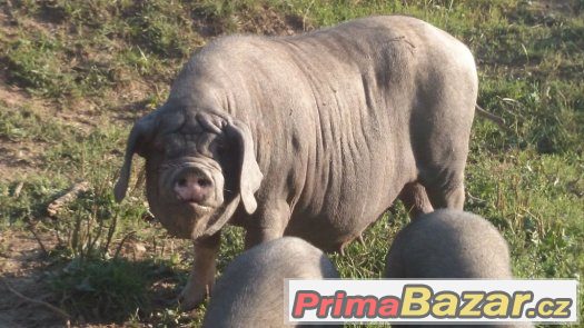 Prodám prase přikuklené – fotografie 5