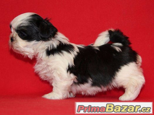 Shih-tzu, ši-tzu štěňátka s PP – fotografie 2