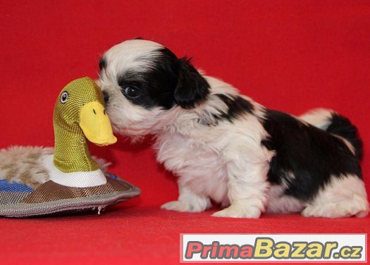 Shih-tzu, ši-tzu štěňátka s PP – fotografie 3