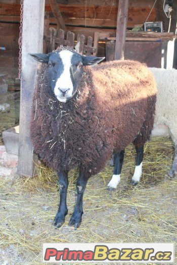 čistokrevný beran Zwartbles – fotografie 1
